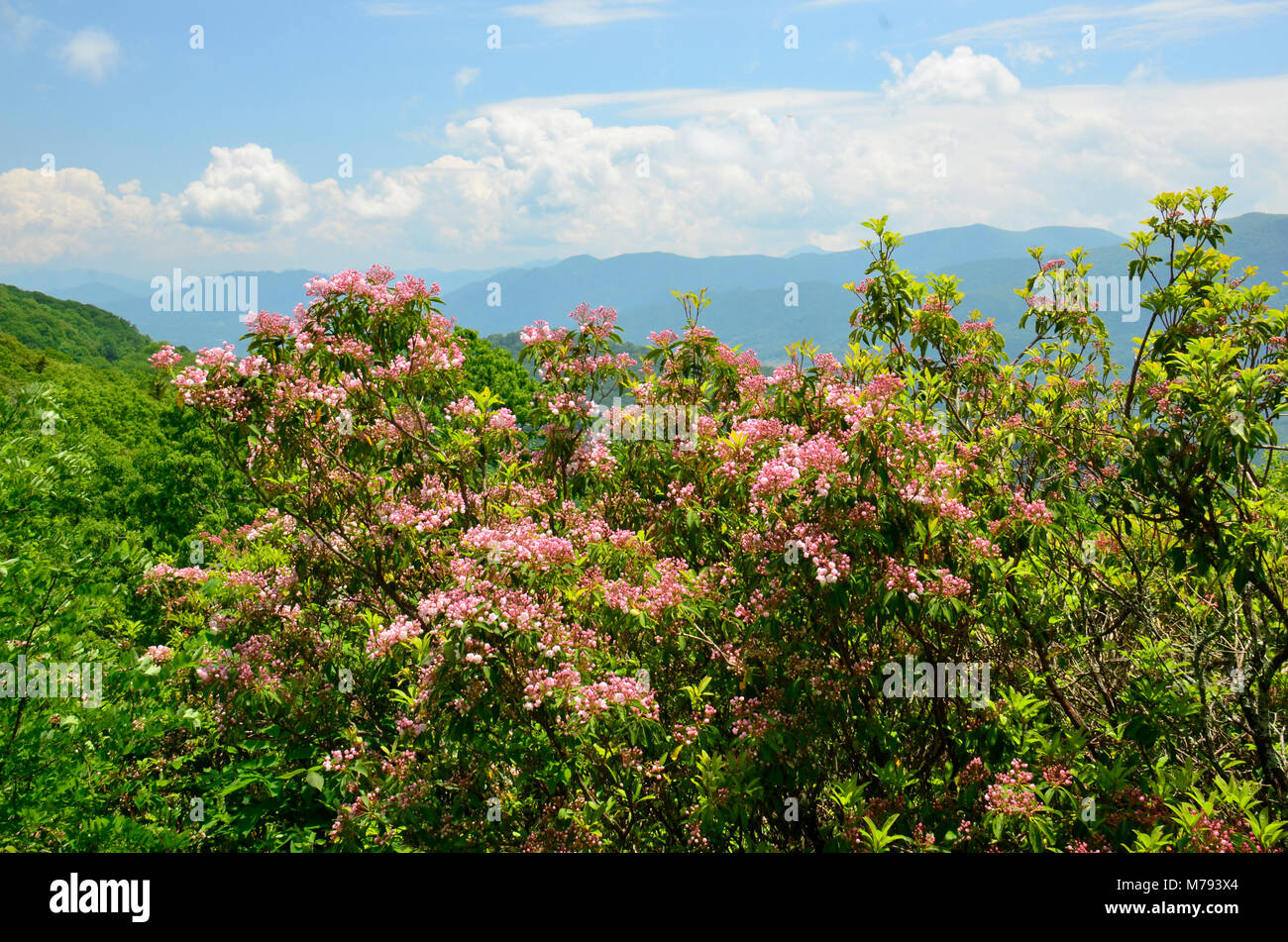 Hier blühen in der Nähe Skyline Drive in den Appalachen, Eastern United States Stockfoto