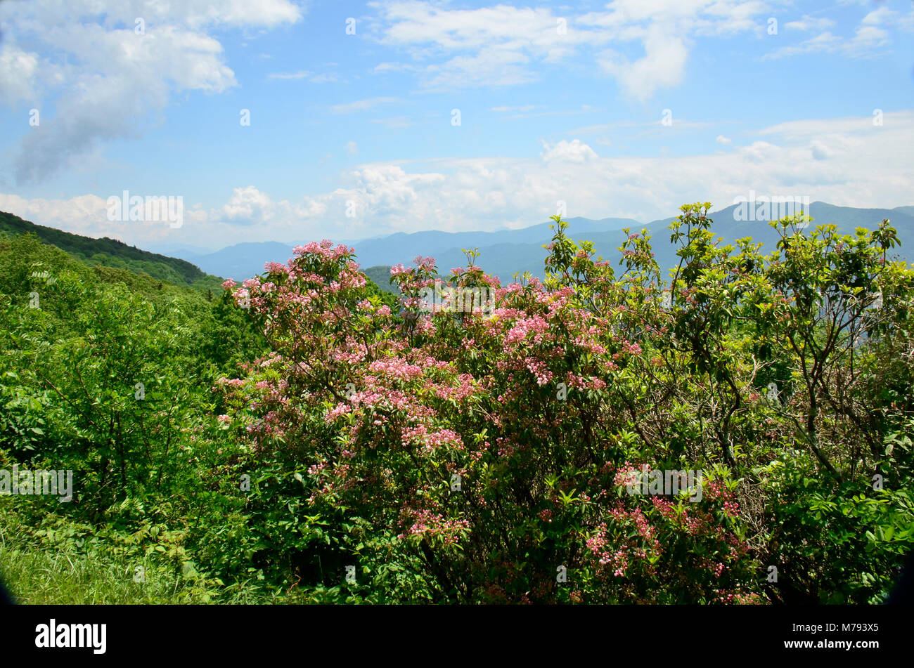 Hier blühen in der Nähe Skyline Drive in den Appalachen, Eastern United States Stockfoto
