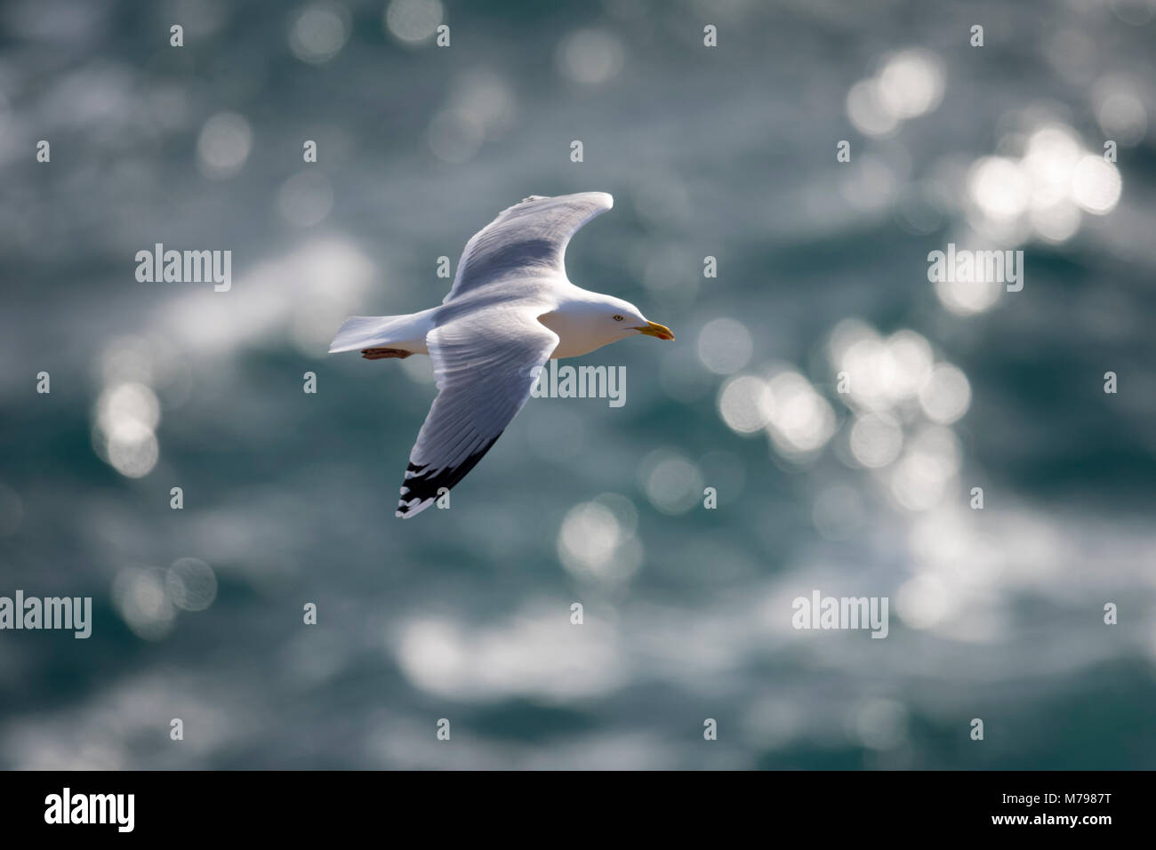 Gemeinsamen Möwe im Flug Stockfoto