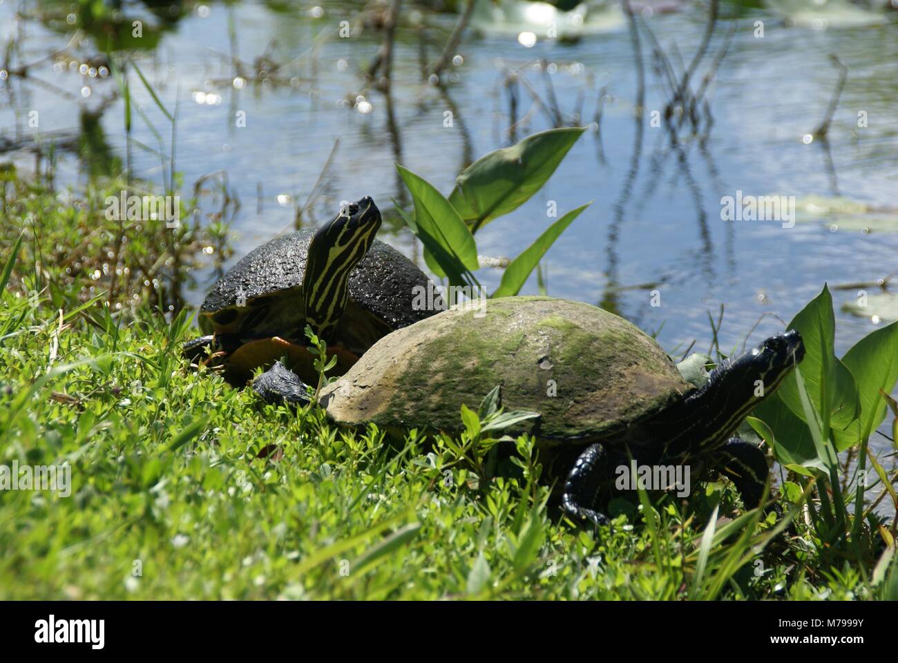 Florida Red-bellied cooter oder Florida redbelly Schildkröte in Everglades Florida USA Stockfoto