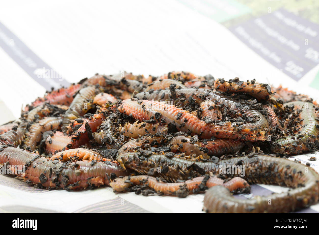 König ragworm Attila virens, Dorset UK. Der König ragworm ist ein beliebter Köder Zum Angeln im Meer. Die Würmer haben starke Zange und kann über einen Fuß lang wachsen Stockfoto