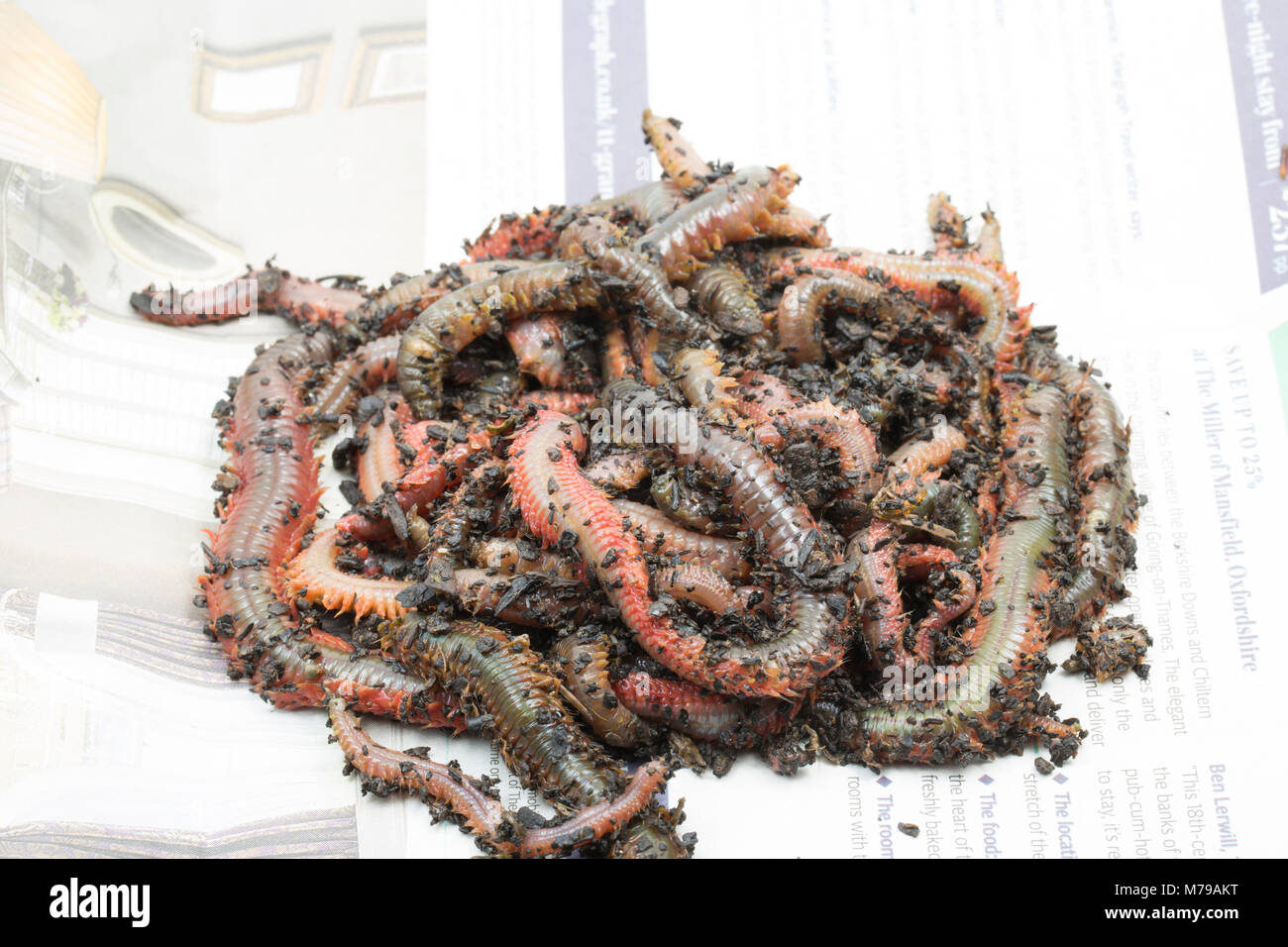 König ragworm Attila virens, Dorset UK. Der König ragworm ist ein beliebter Köder Zum Angeln im Meer. Die Würmer haben starke Zange und kann über einen Fuß lang wachsen Stockfoto