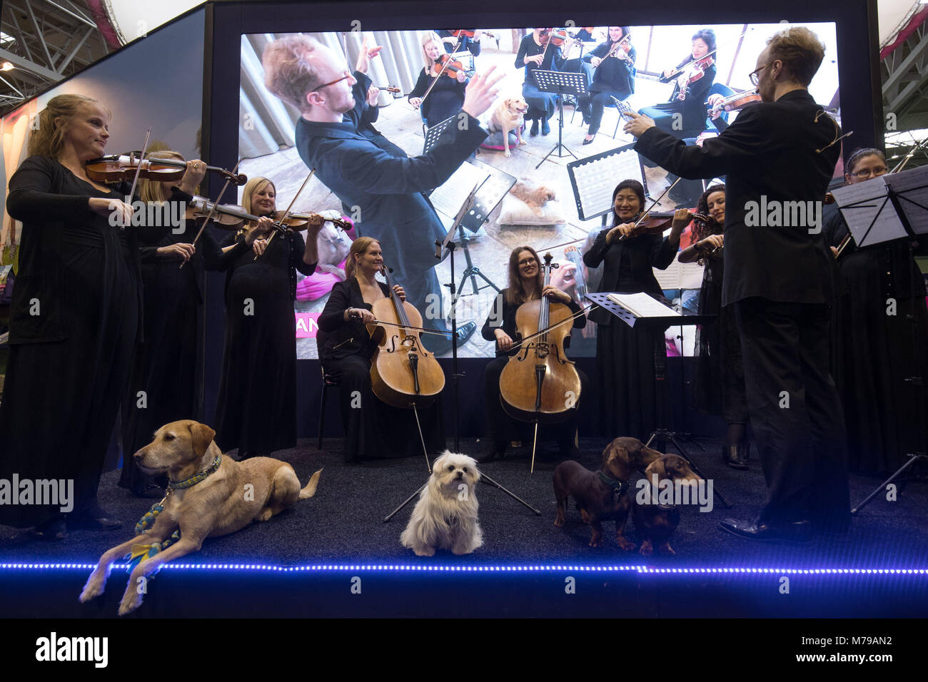 Hunde sitzen durch ein Orchester, wie Sie ein Stück Musik bedeutete Fangzähne während des zweiten Tages der Crufts 2018 im NEC in Birmingham zu beruhigen. Stockfoto