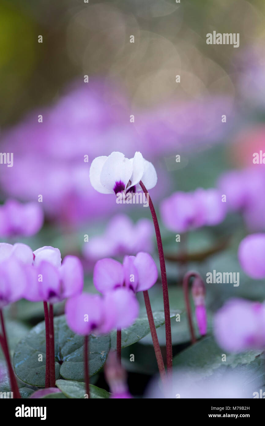 Cyclamen Coum/Eastern cyclamen Blumen in einem englischen Garten im Februar. Großbritannien Stockfoto