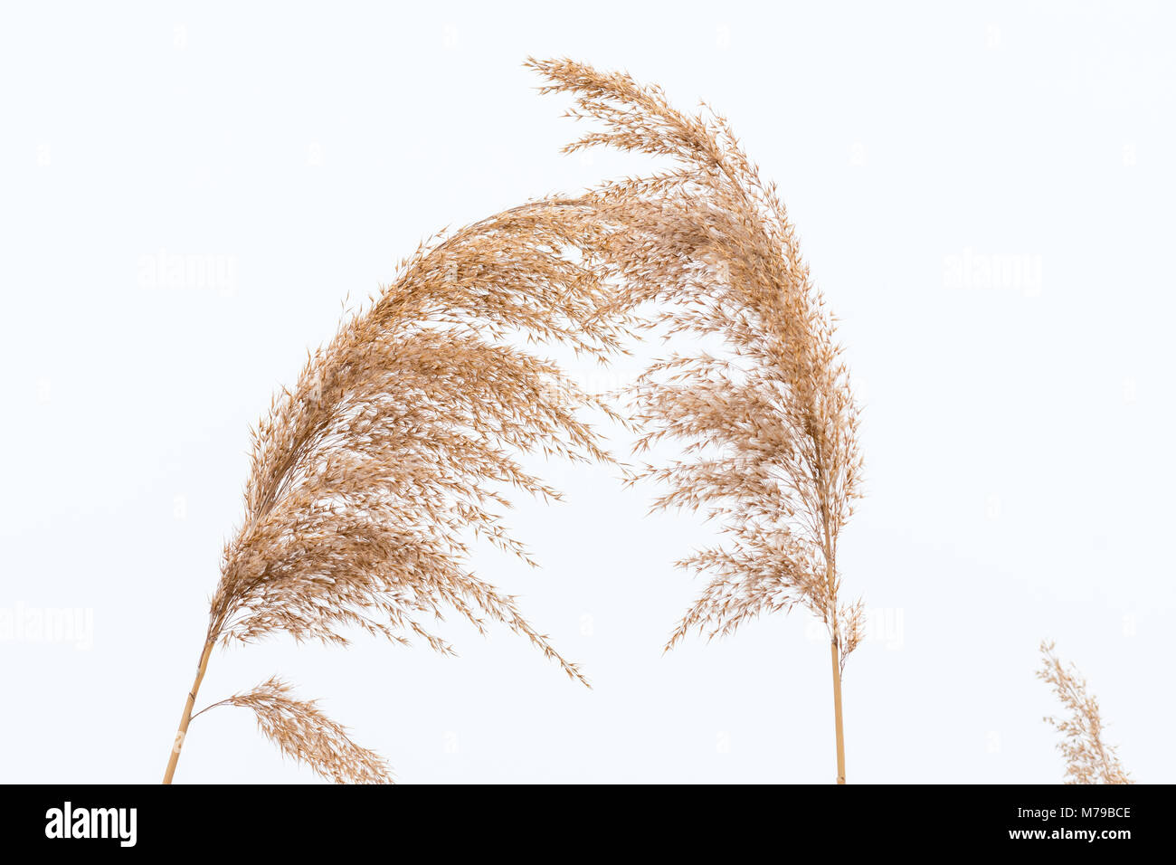 Nahaufnahme des trockenen Rispe Reed im Winter weißen Hintergrund Stockfoto