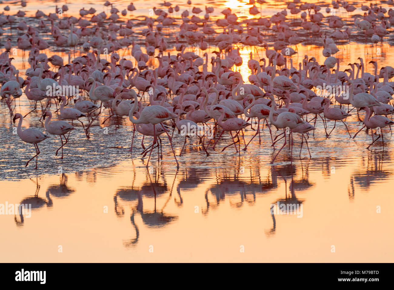 Eine riesige Kolonie von rosa Flamingos ist Fütterung bei Sonnenuntergang in Walvis Bay an der namibischen Küste im südlichen Afrika Stockfoto