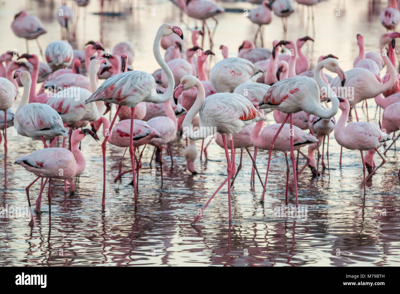 Eine riesige Kolonie von rosa Flamingos ist Fütterung bei Sonnenuntergang in Walvis Bay an der namibischen Küste im südlichen Afrika Stockfoto
