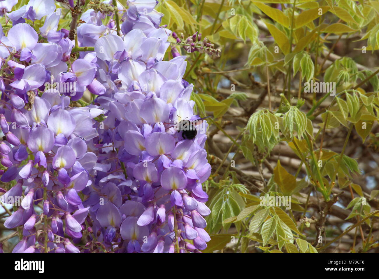 Ausdehnung von vielen Gänseblümchen in der Landschaft Stockfoto