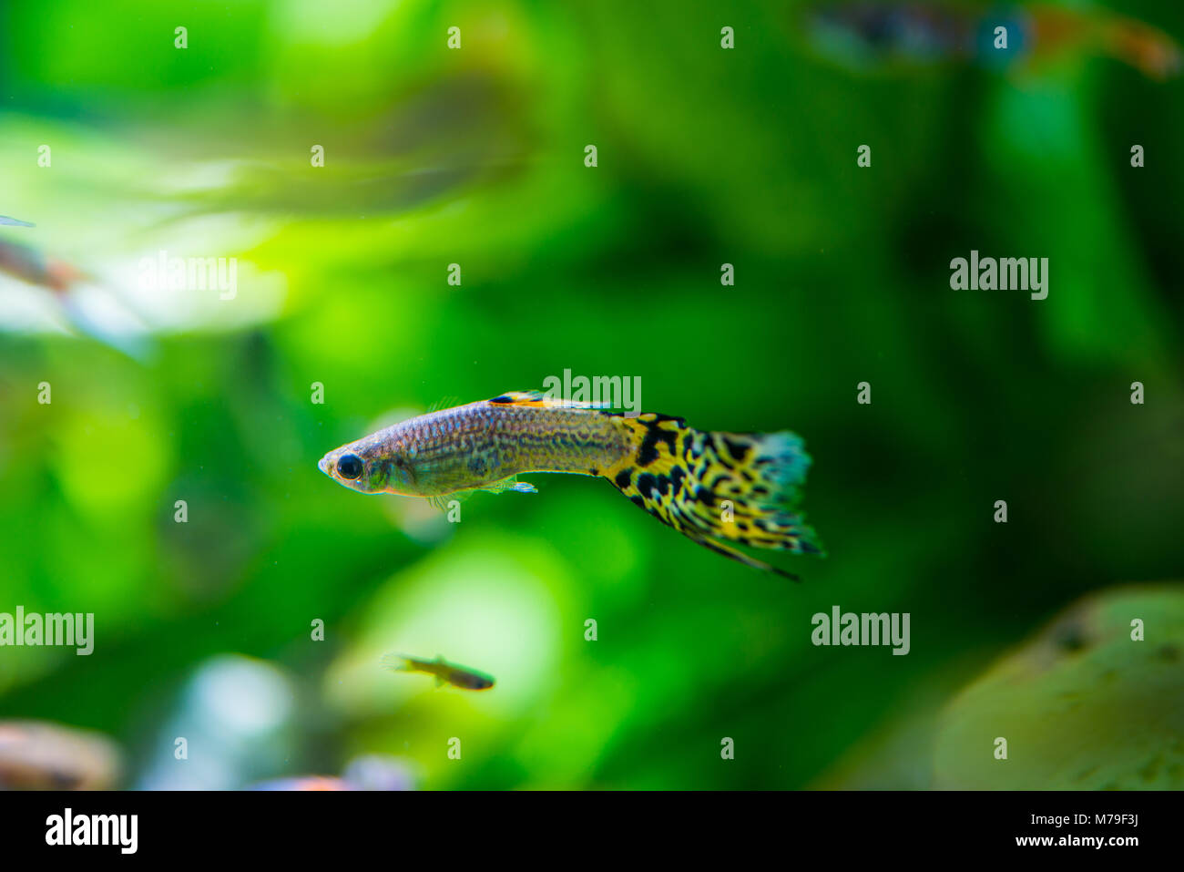 Einige Fische im Süßwasser-Aquarium. Stockfoto