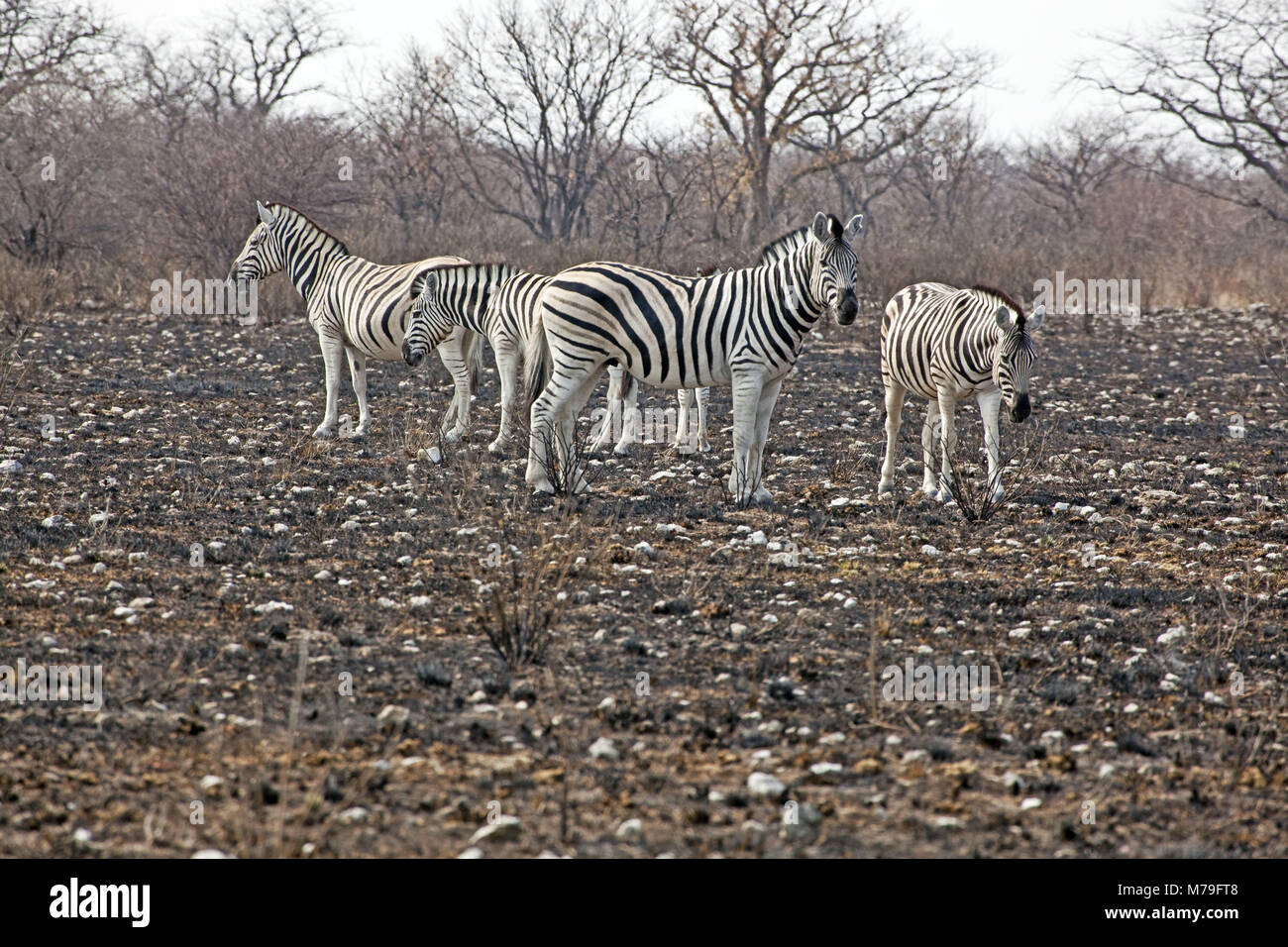 Afrika, Deutsch-Südwest-Afrika, Namibia, Etoscha Nationalpark, Zebra, Steppe, Zebra, Stockfoto