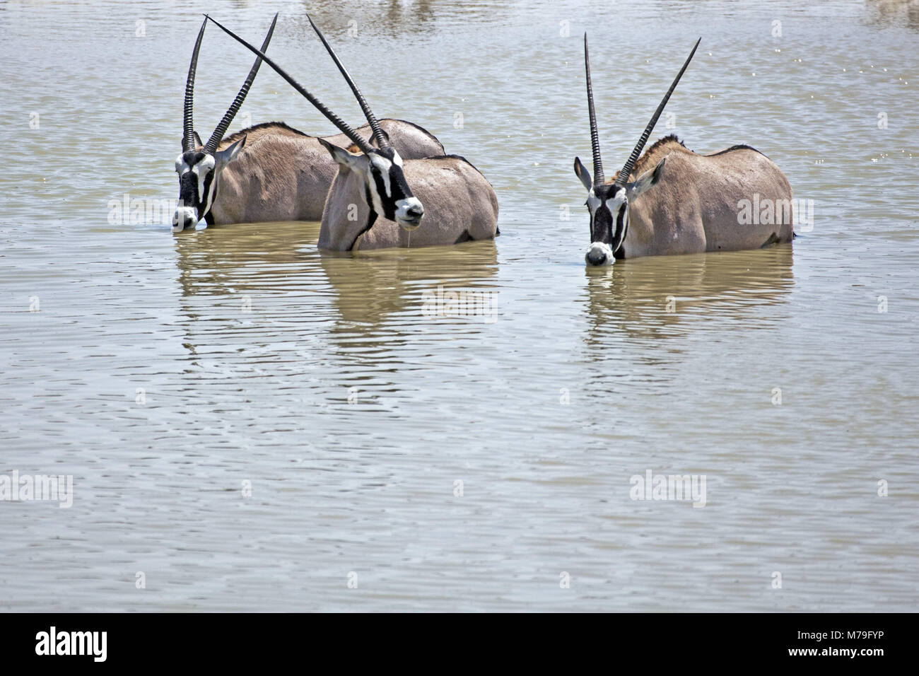 Afrika, Deutsch-Südwest-Afrika, Namibia, Etoscha Nationalpark, Oryx, Wasser Loch, Trinken, Stockfoto