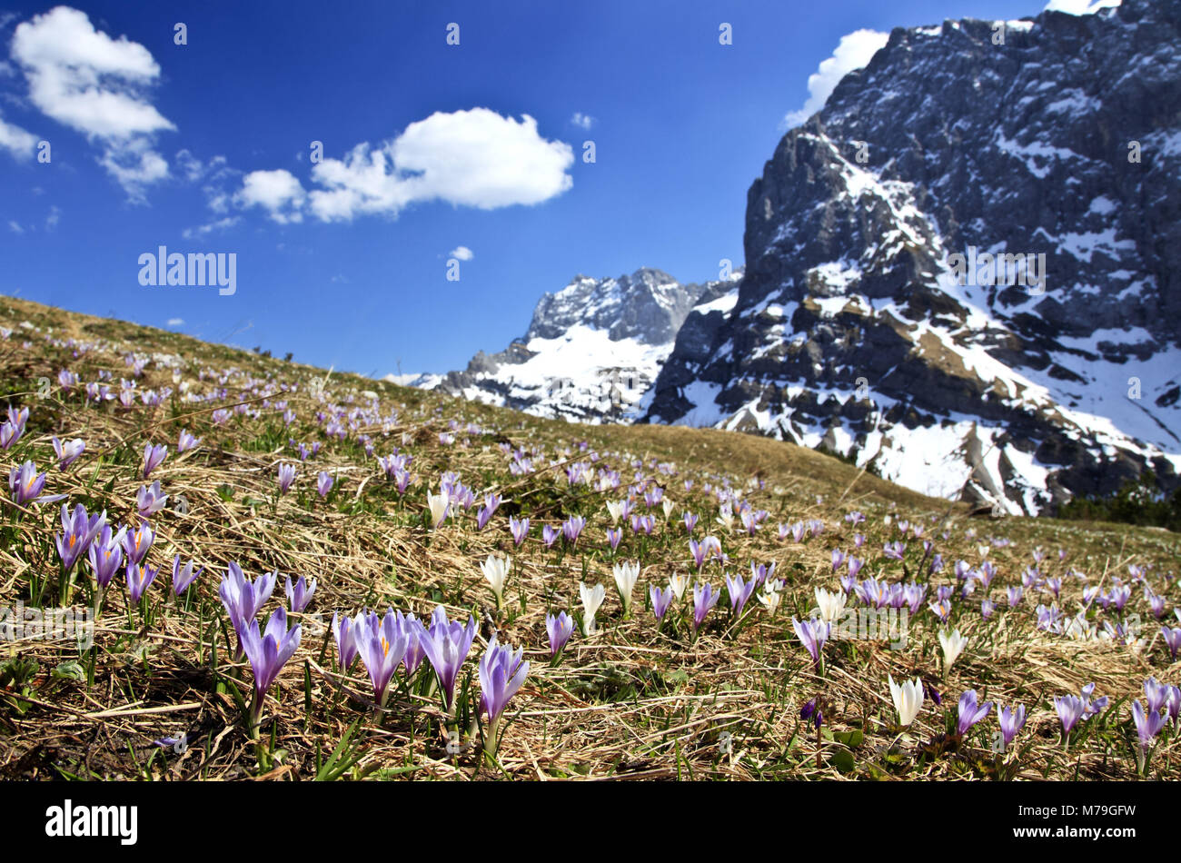 Österreich, Tirol, Karwendelgebirge, Frühling, Krokus Crocus Crocus vernus, Wiese, Stockfoto