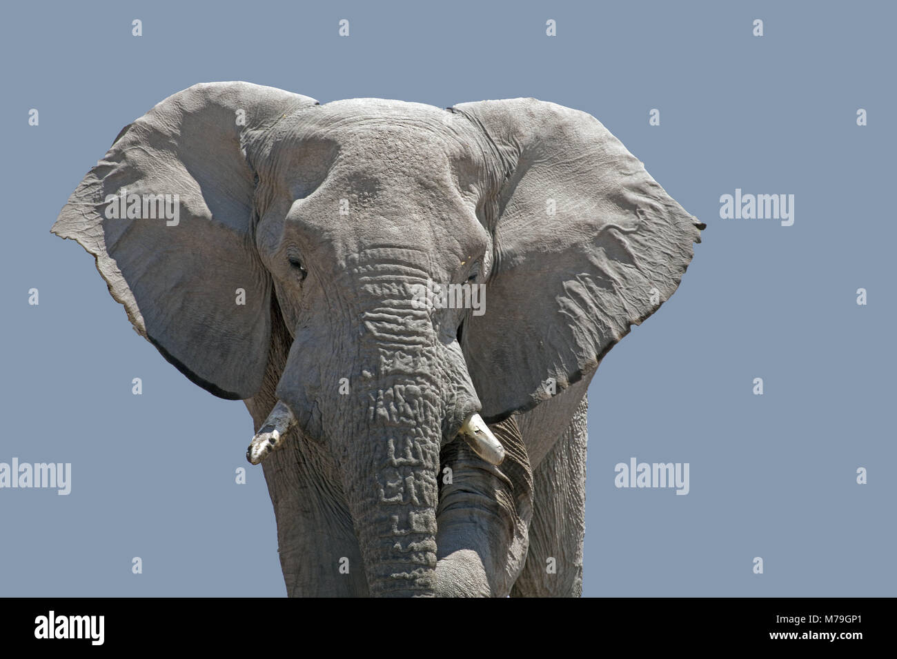Afrika, Deutsch-Südwest-Afrika, Namibia, Etoscha Nationalpark, Afrikanischer Elefant, Porträt, Stockfoto