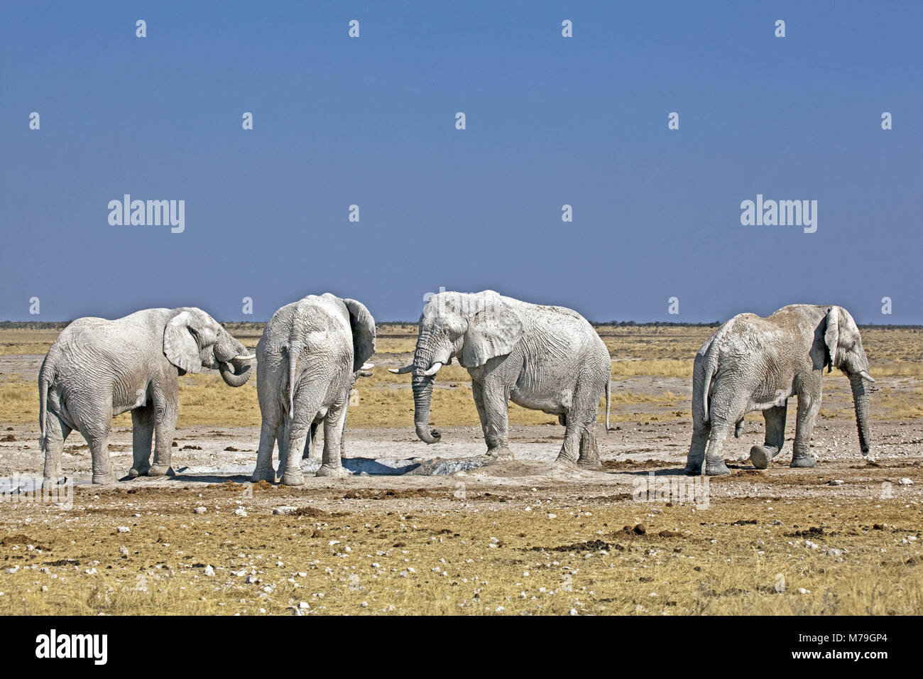 Afrika, Deutsch-Südwest-Afrika, Namibia, Etoscha Nationalpark, Elefanten, Schlammbad, Stockfoto