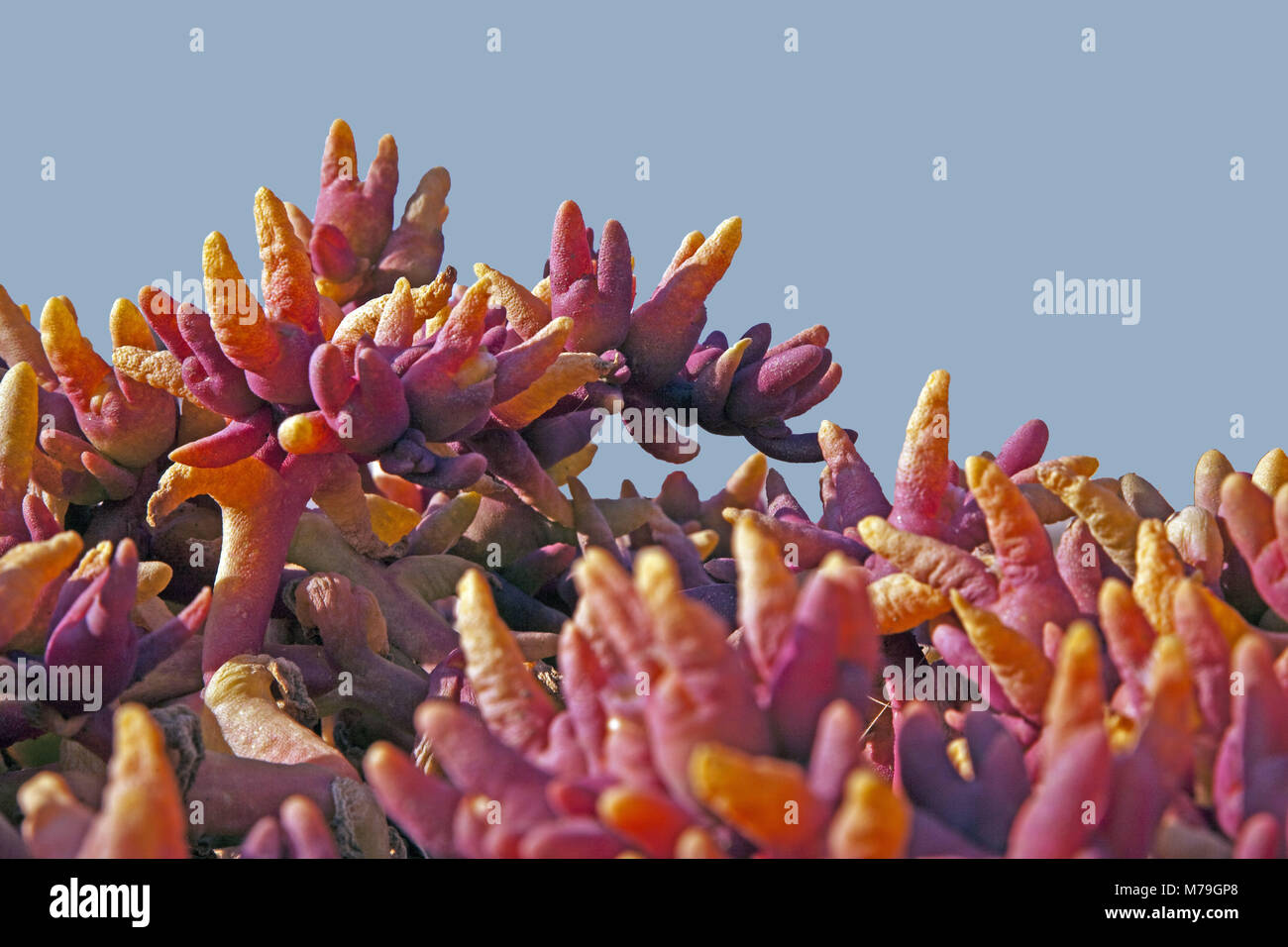 Mesembryanthemum hypertrophimum, Nahaufnahme, Afrika, Deutsch-Südwest-Afrika, Namibia, Erongo Region, Namib, Namib Wüste, Stockfoto