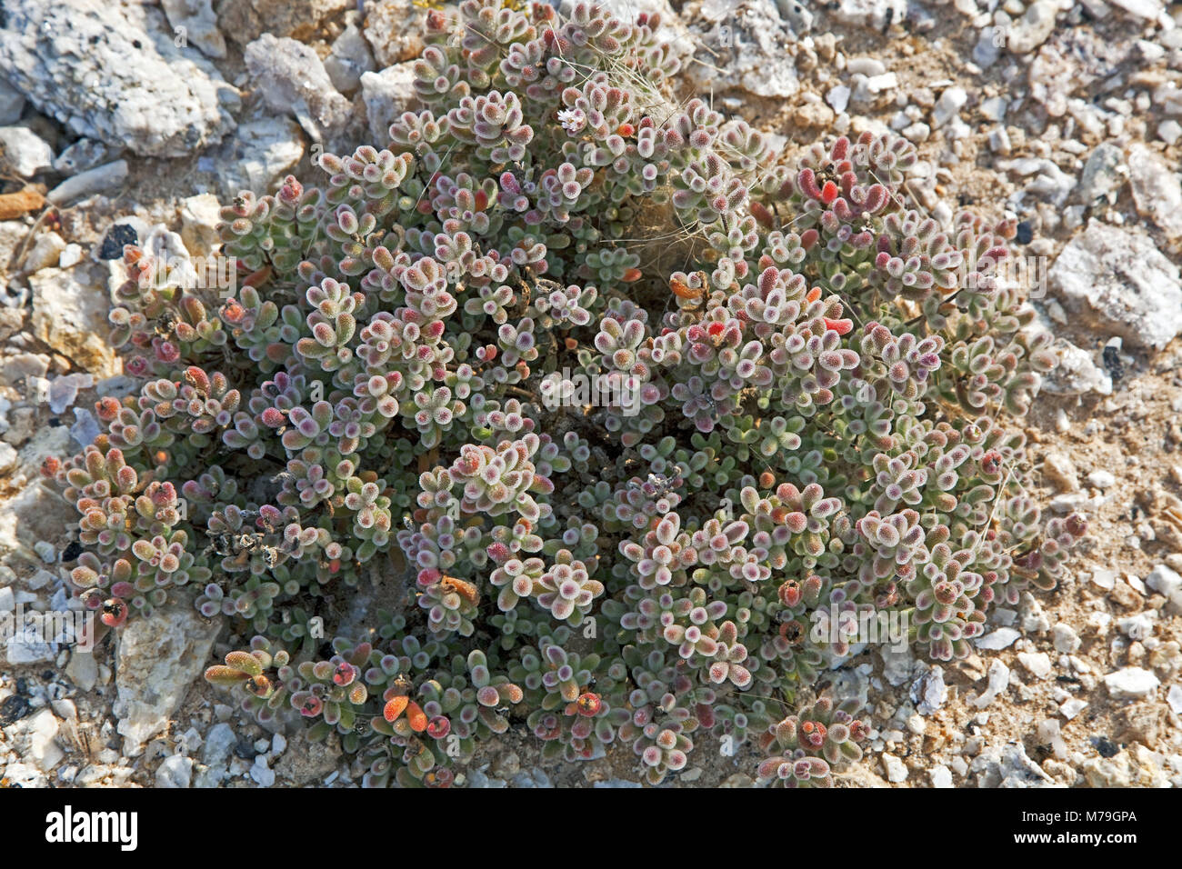 Afrika, Deutsch-Südwest-Afrika, Namibia, Erongo Region, Namib, Namib Wüste, Dorob Nationalpark, Blume, Stockfoto