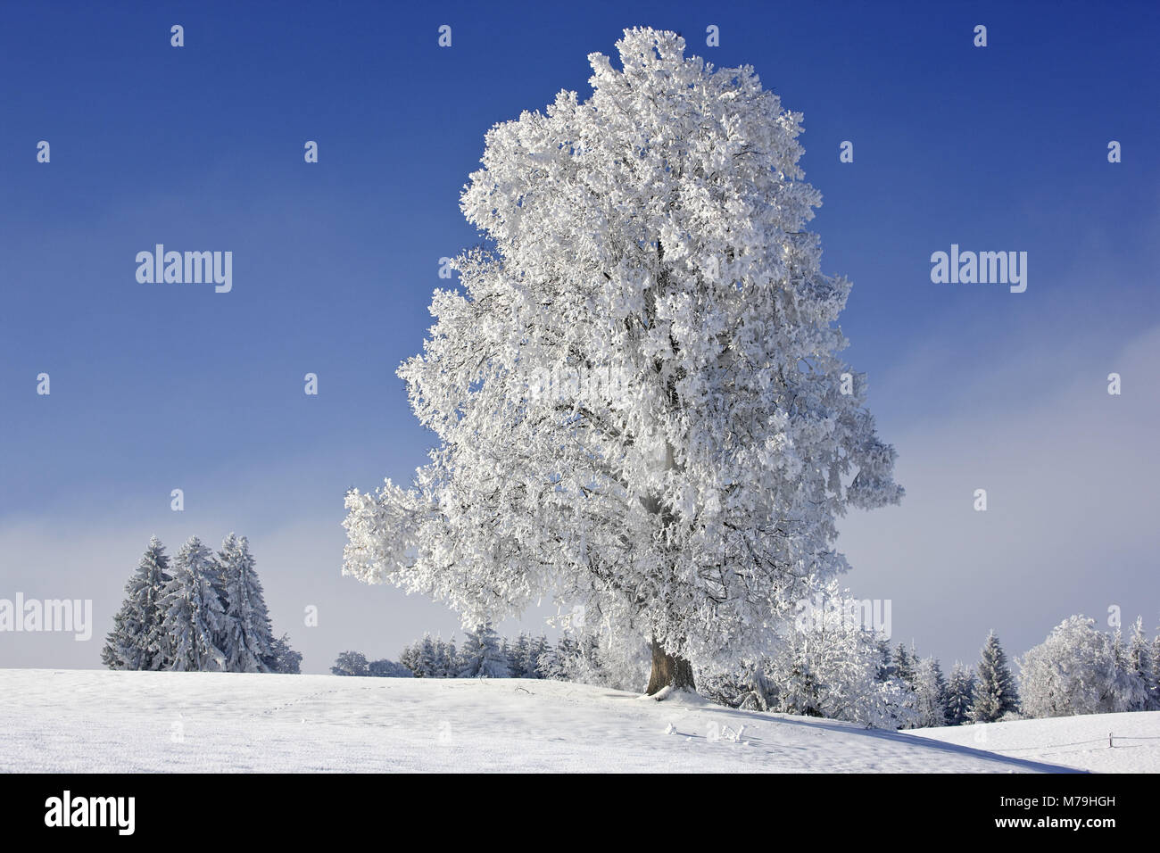 Deutschland, Bayern, Oberbayern, Pfaffenwinkel region, Winter, Landschaft, Baum, Stockfoto