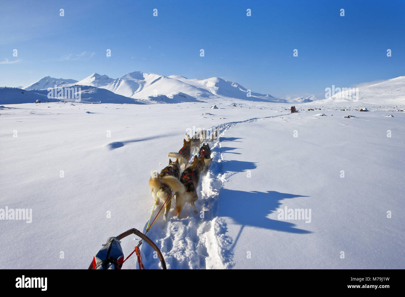 Schweden, Lappland, Sarek Nationalpark, Schlittenhunde, Winter, Stockfoto