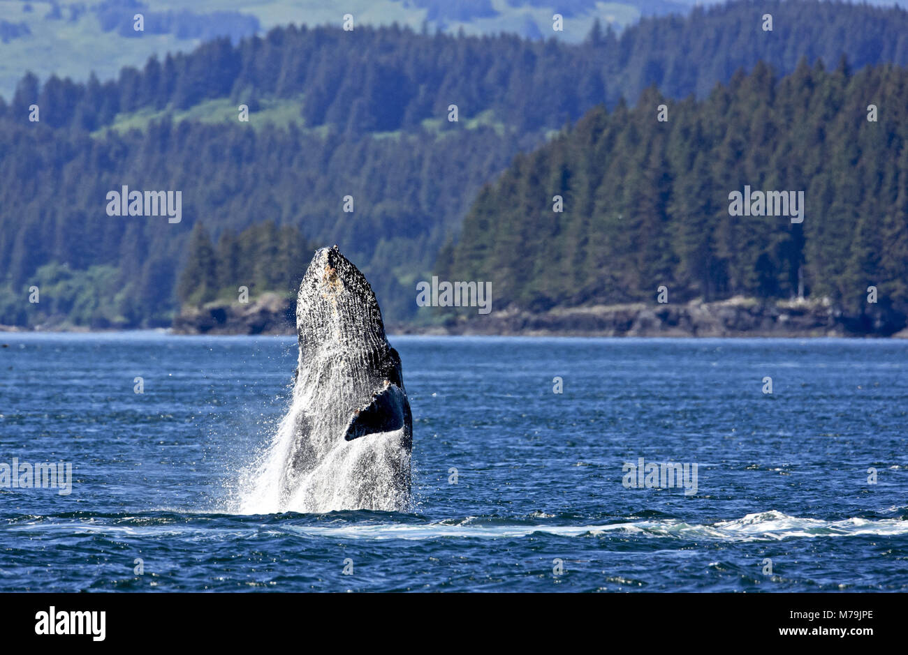 Nordamerika, USA, Alaska, Kodiac Insel, springende Buckelwale, Megaptera novaeangliae, Stockfoto