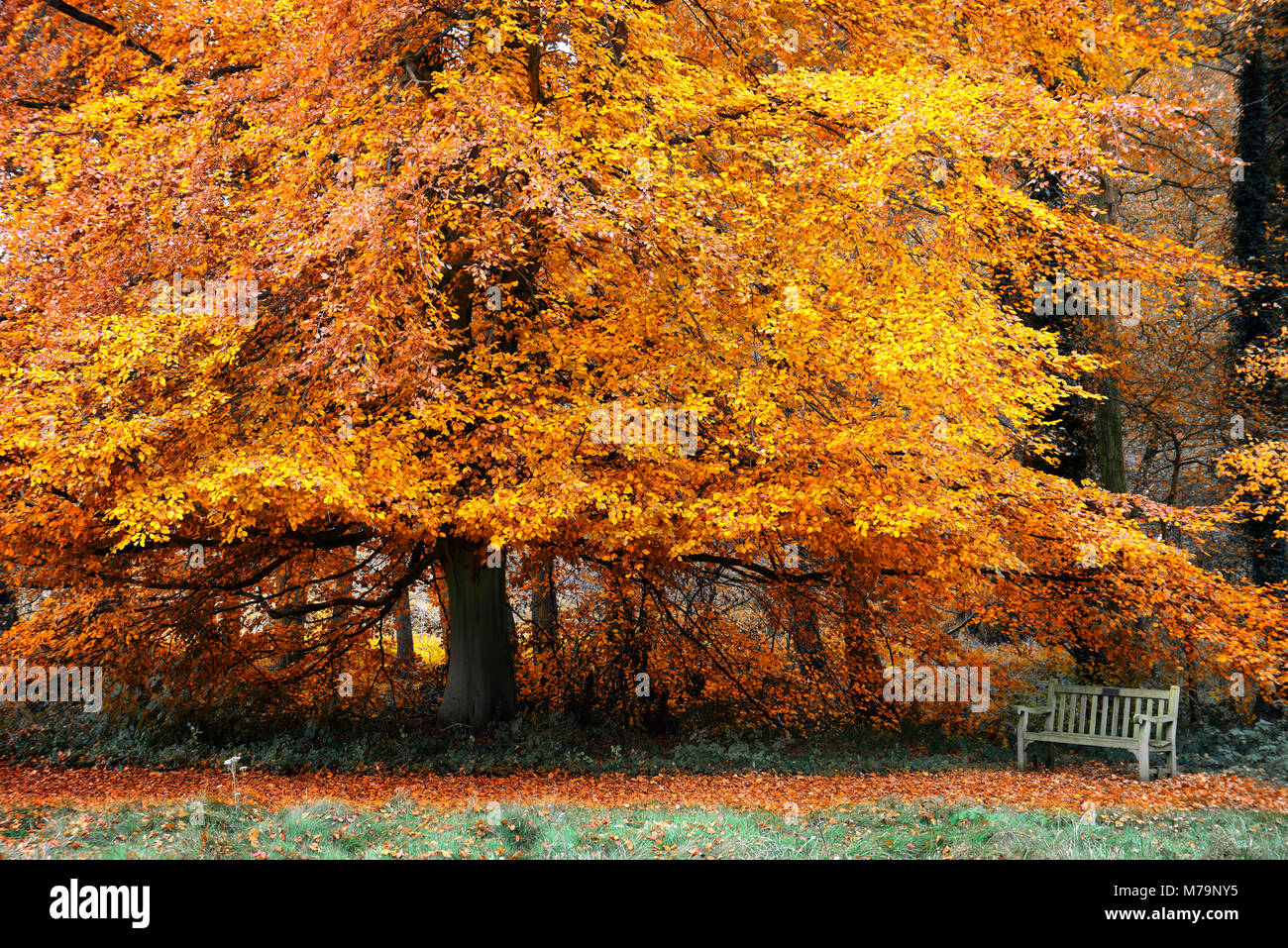 Herbstfarben im Roche Klosteranlage Stockfoto