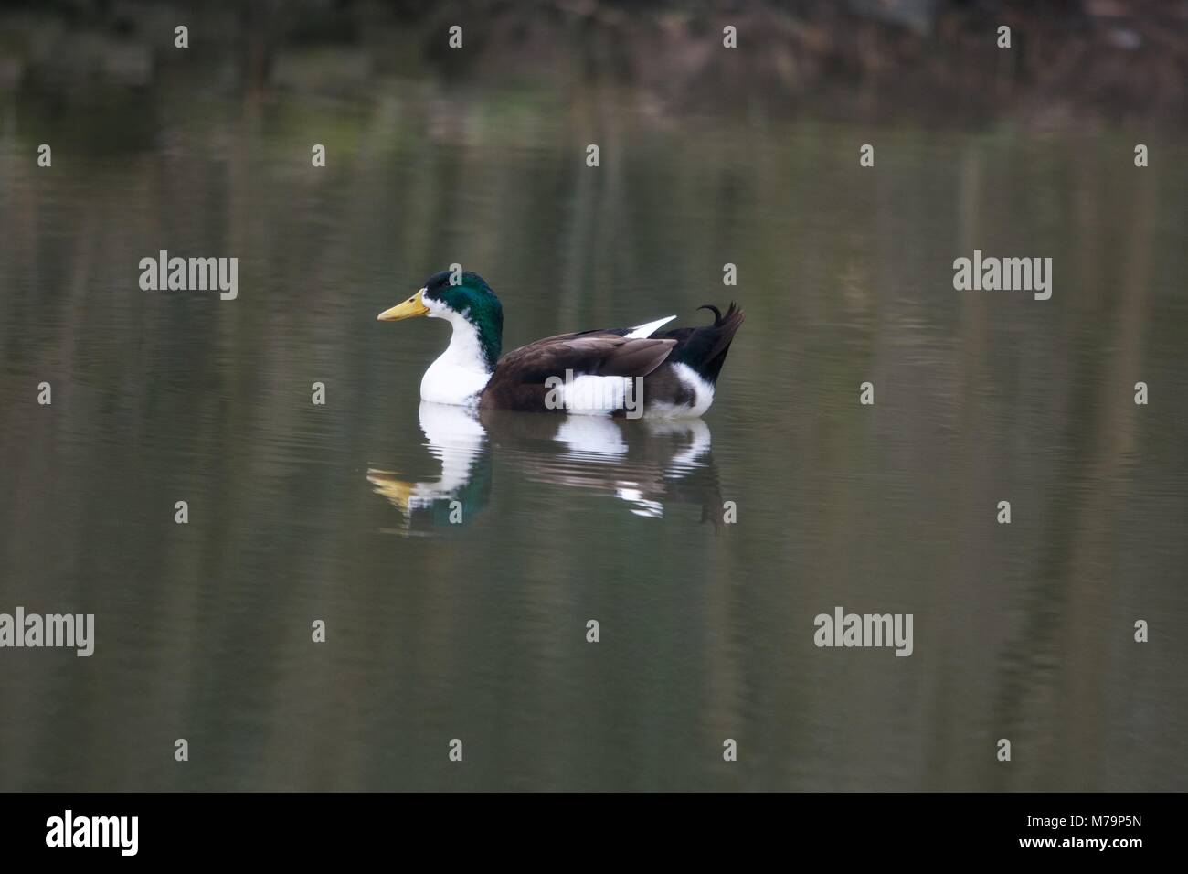 Eine stockente Kreuz allein auf den Teich an der neuen Mühlen Naturpark. Stockfoto