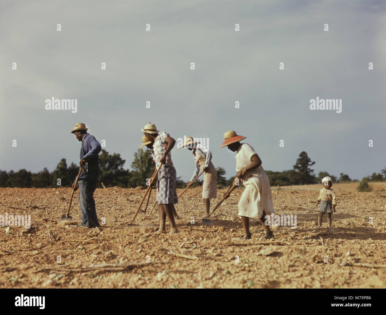 Arbeitnehmer Hacken Baumwolle auf gepachteten Flächen in der Nähe von White Plains, Greene County, Georgia, USA, Jack Delano für die Farm Security Administration - Office of War Information, Juni 1941 Stockfoto