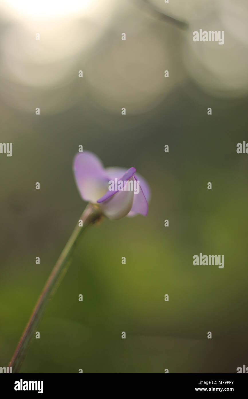 Morgen Natur, Grün Leben in Keral Stockfoto