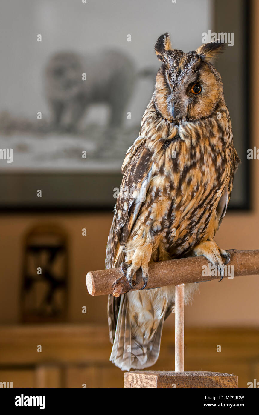 Gefüllte Waldohreule (Asio otus/Strix otus) montiert lebensecht auf Niederlassung im Wohnzimmer zu Hause Stockfoto