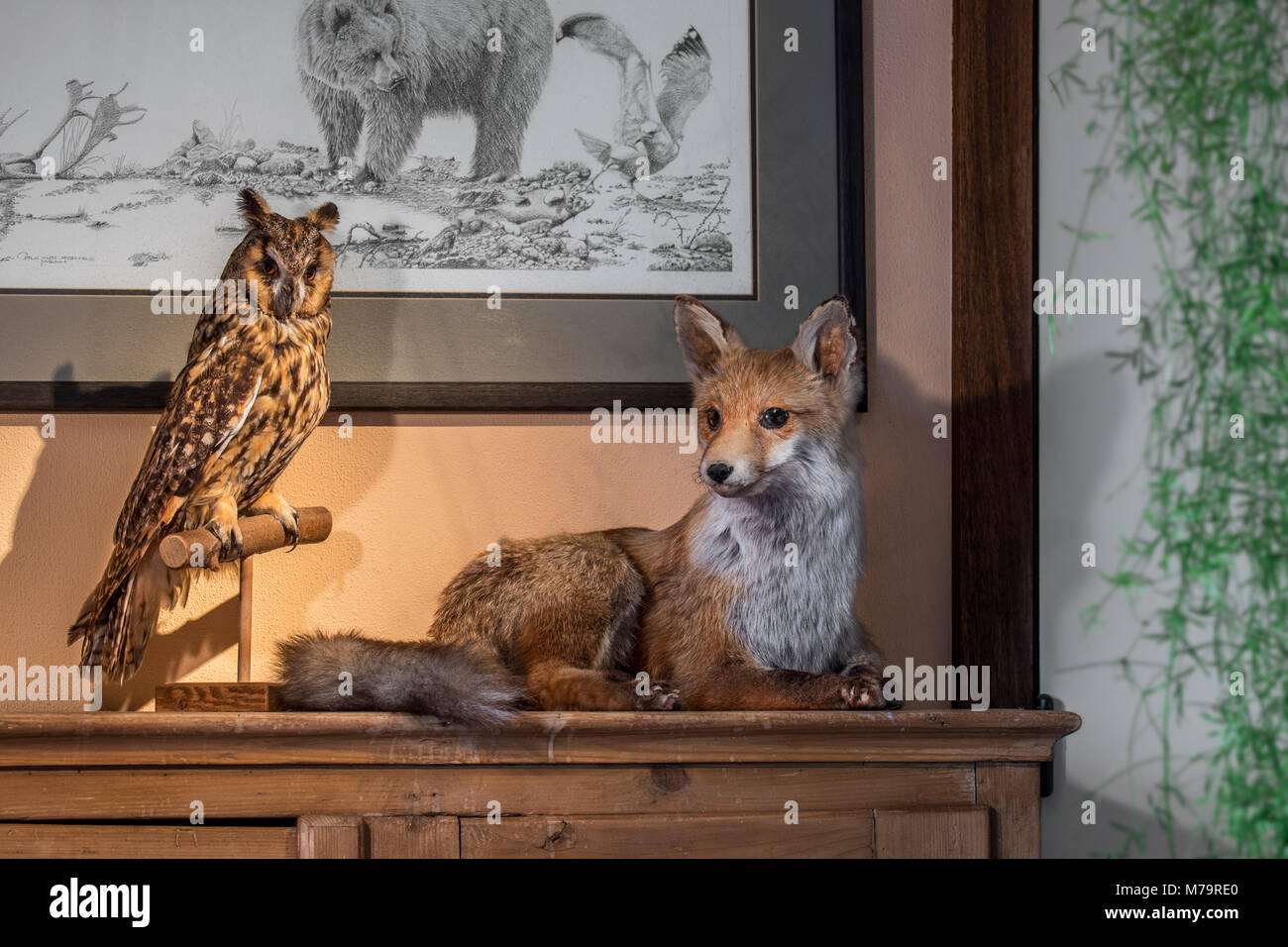 Gefüllte Red Fox (Vulpes vulpes) und gefüllte Waldohreule (Asio otus/Strix otus) montiert lebensecht auf Niederlassung im Wohnzimmer zu Hause Stockfoto