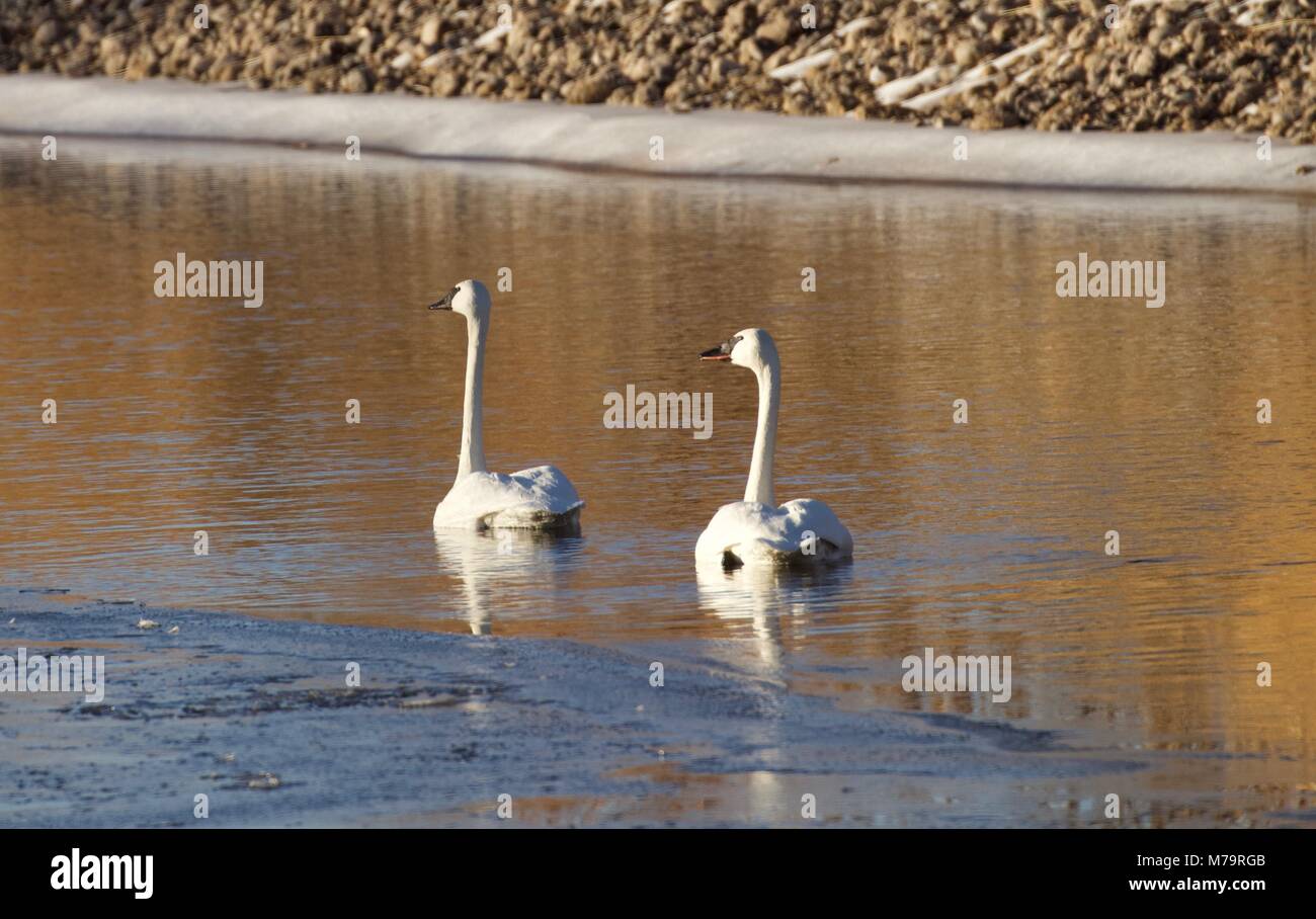 Trumpeter Schwäne Stockfoto