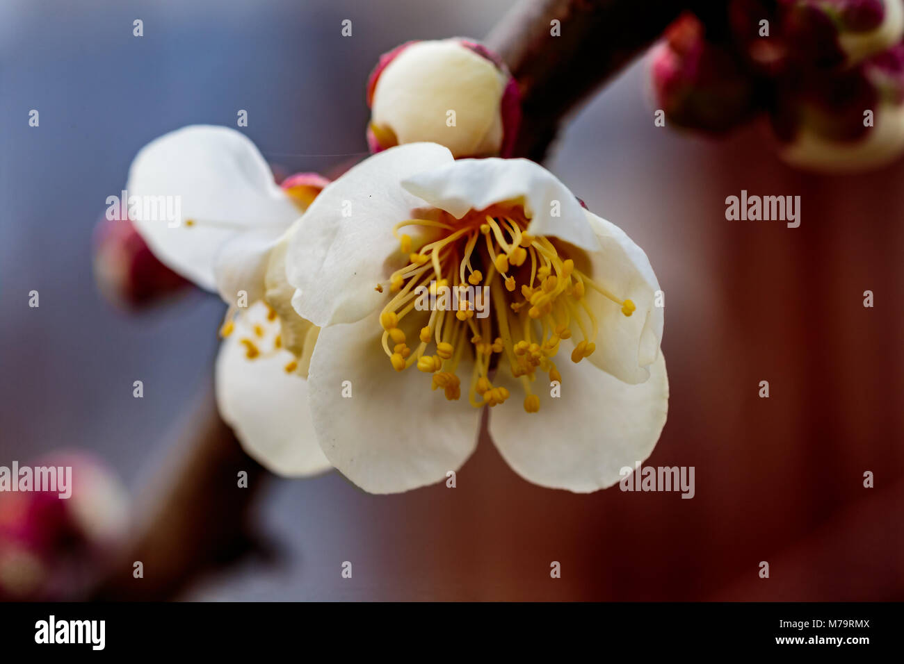 Eine Makroaufnahme eines weißen Pflaumenblüten Ende Februar in Japan. Pflaumen sind eine der ersten Obstbäume in Japan zu blühen, die Signalisierung im kommenden Frühjahr. Stockfoto