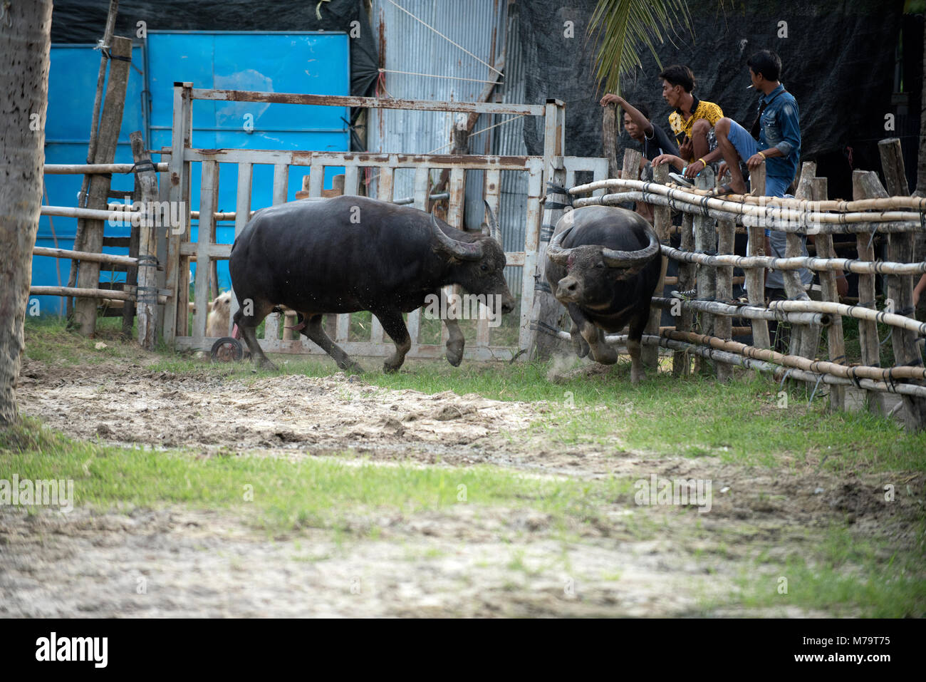 Thailand, kämpfenden Büffel (Bubalus bubalis"), Kämpfen, am Ende des Kampfes, der Verlierer läuft weg Stockfoto