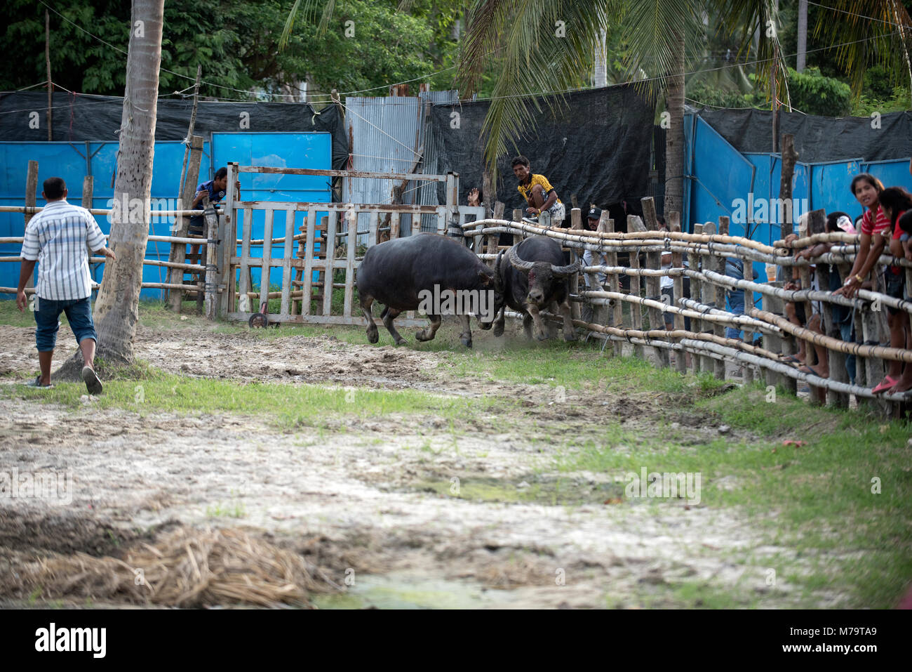 Thailand, kämpfenden Büffel (Bubalus bubalis"), Kämpfen, am Ende des Kampfes, der Verlierer läuft weg Stockfoto