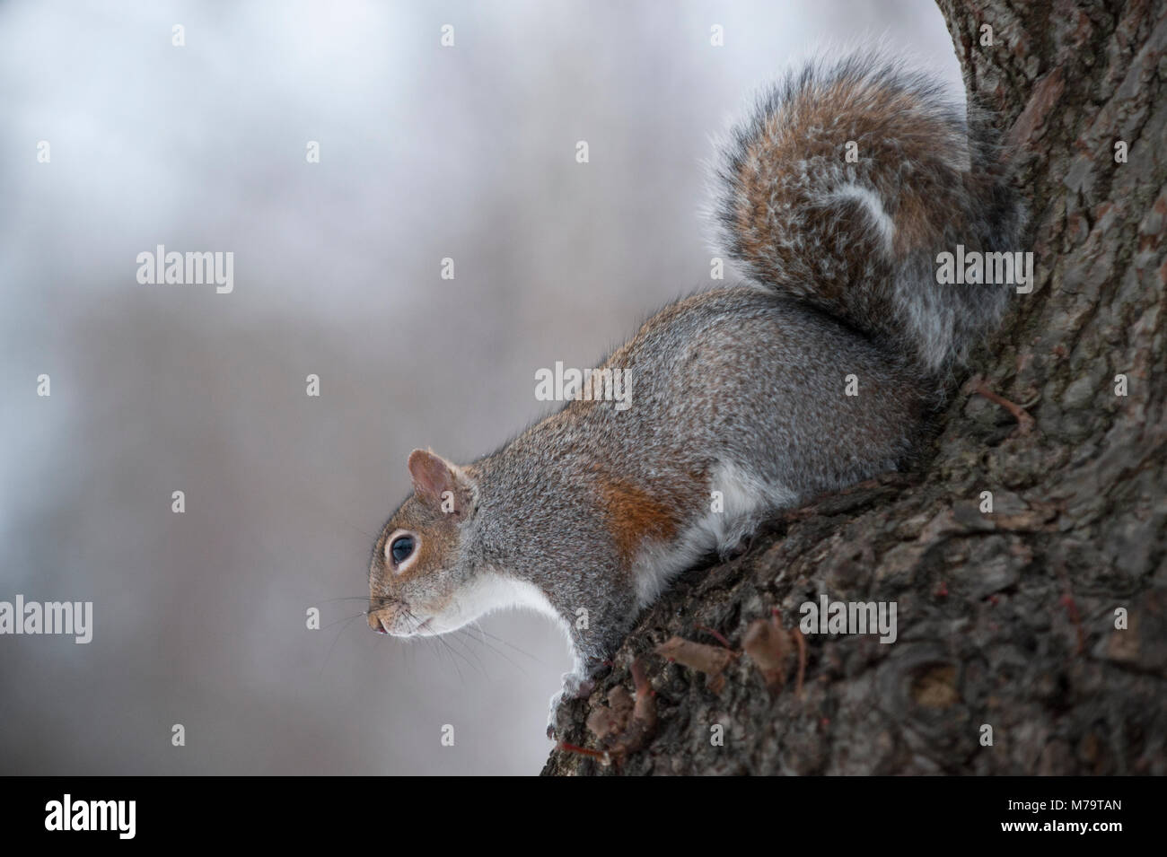 Graue Eichhörnchen oder Östliche Grauhörnchen (Sciurus carolinensis), im Baum im Winter, Regents Park, London, Vereinigtes Königreich Stockfoto