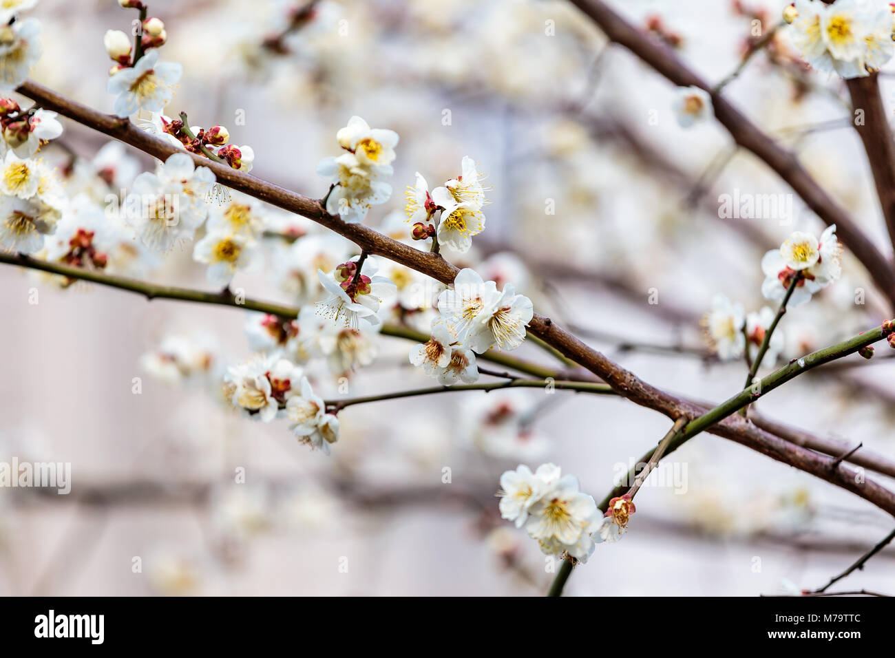 Weiß pflaume Blüten füllen die Bäume Ende Februar in Japan. Pflaumen sind eine der ersten Obstbäume in Japan zu blühen, die Signalisierung im kommenden Frühjahr. Stockfoto