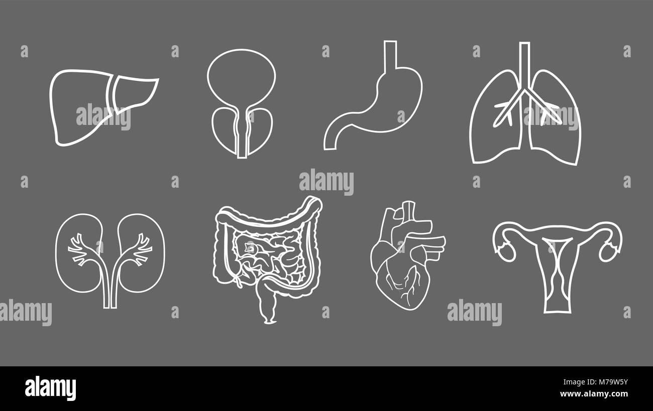 Menschliche Organe Zeile für Symbole gesetzt. Anatomie des Körpers. Der Geschlechtsorgane, Lunge, Gebärmutter, Magen, Herz, Leber Abbildungen Stock Vektor