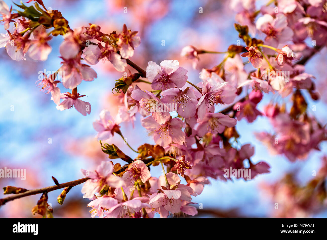 Leuchtend rosa Pflaume Blüten füllen die Bäume Ende Februar in Japan. Pflaumen sind eine der ersten Obstbäume in Japan zu blühen, die Signalisierung der kommenden spr Stockfoto