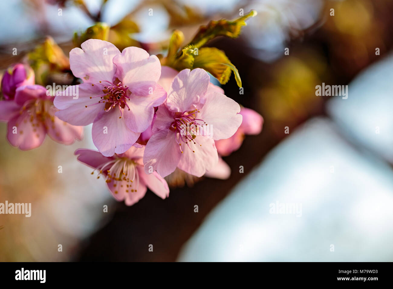 Leuchtend rosa Pflaume Blüten füllen die Bäume Ende Februar in Japan. Pflaumen sind eine der ersten Obstbäume in Japan zu blühen, die Signalisierung der kommenden spr Stockfoto