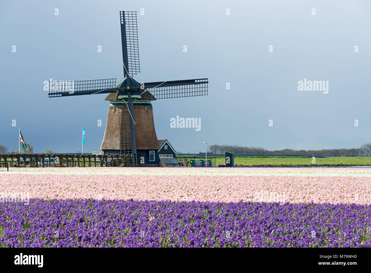 Ein traditionelles Mühle hinter einem bunten Feld mit rosa und lila Hyazinthen Blumen im Keukenhof, Lampe Region, im Frühjahr in den Niederlanden. Stockfoto