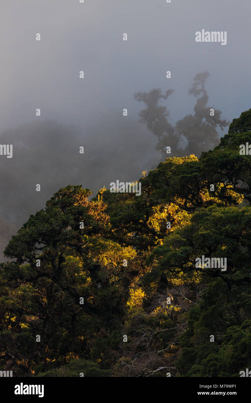 Panamalandschaft mit mystischem Abend im Wolkenwald des La Amistad Nationalparks, Provinz Chiriqui, Republik Panama, Mittelamerika. Stockfoto