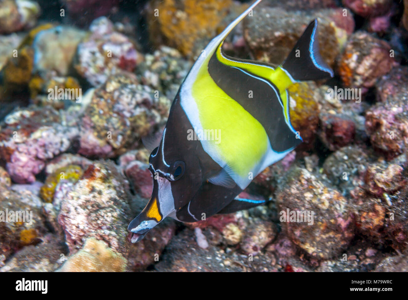 Maurische Idol, zanclus Dais, ist ein marine Fischarten, dem einzigen erhaltenen Vertreter der Familie Zanclidae Stockfoto