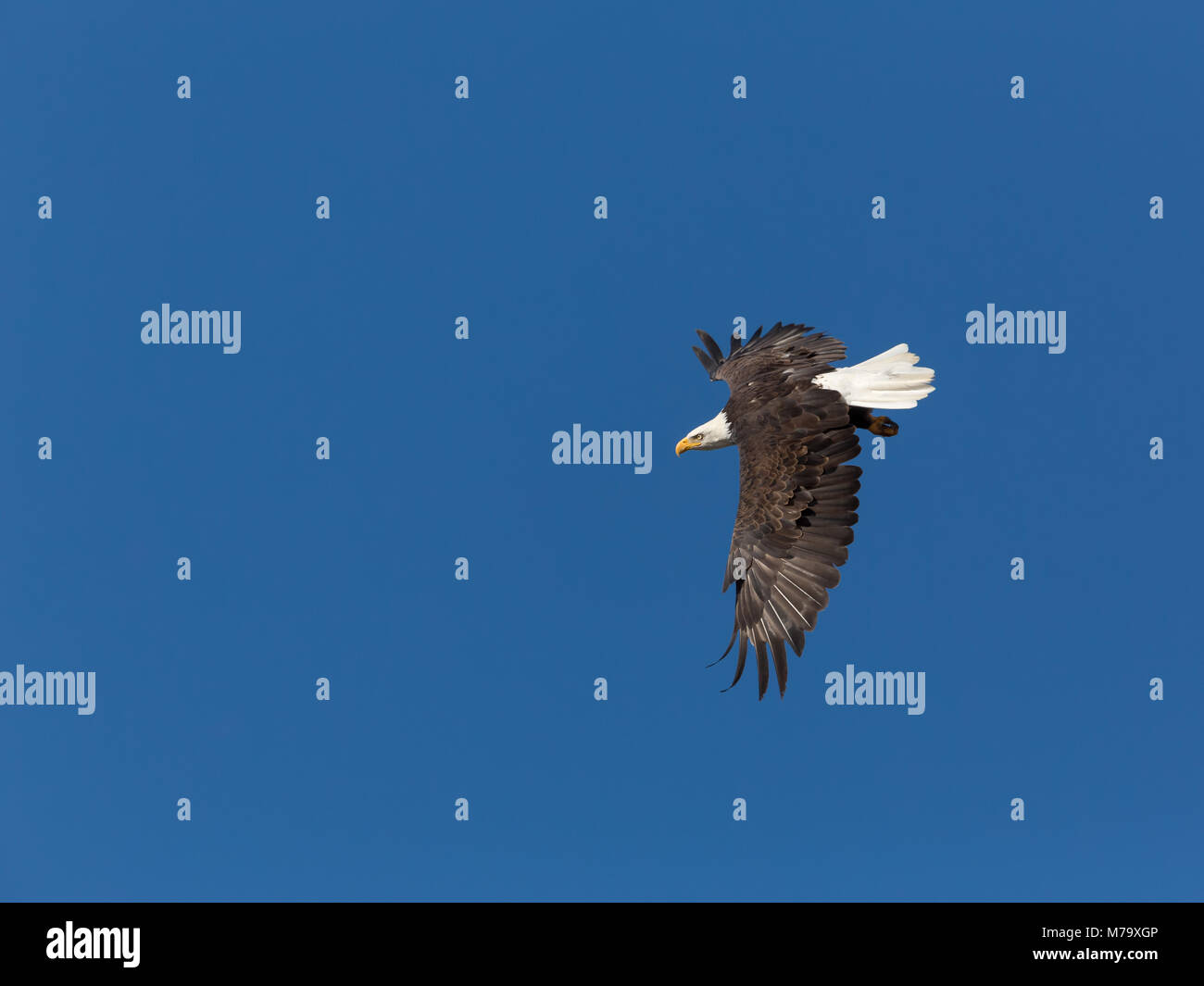 Reifen Adler fliegen in blauer Himmel Stockfoto