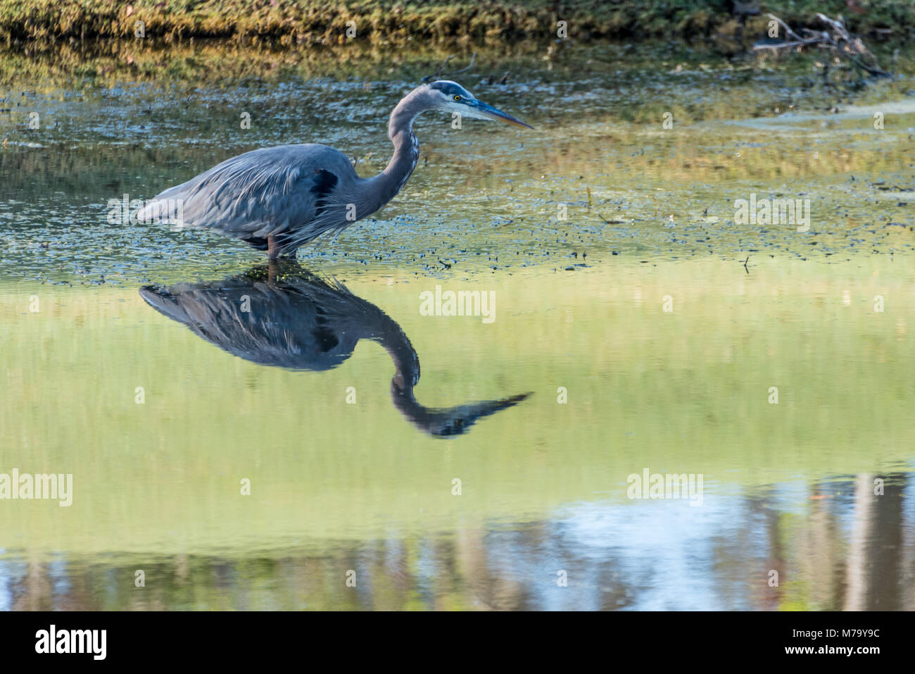 Great Blue Heron (Ardea herodias) waten für Fische an TPC Sawgrass Ponte Vedra Beach, Florida. (USA) Stockfoto