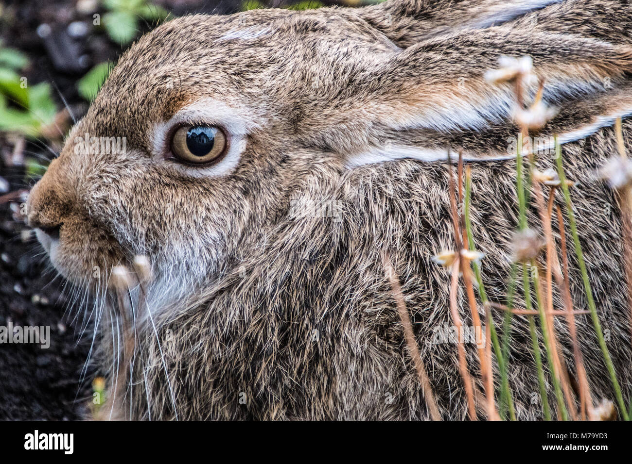 Big Brown Bunny mit großen Augen, die eine Reflexion eines Hauses Stockfoto