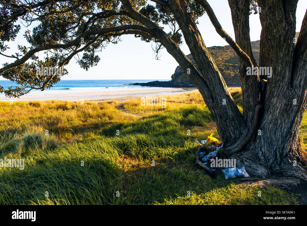 Wurf unter Baum neben dem Tapotupotu Bay Campground, der nächste Campingplatz zum Cape Reinga, North Island, Neuseeland Stockfoto