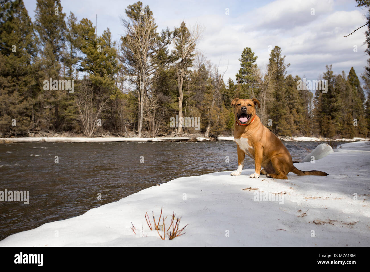 Ein Roter Hund mit einem Hunter orange Kragen, sitzen auf einer Bank, am oberen Ende des Rock Creek, westlich von Philipsburg, in Granit County im US-Bundesstaat Montana. Stockfoto