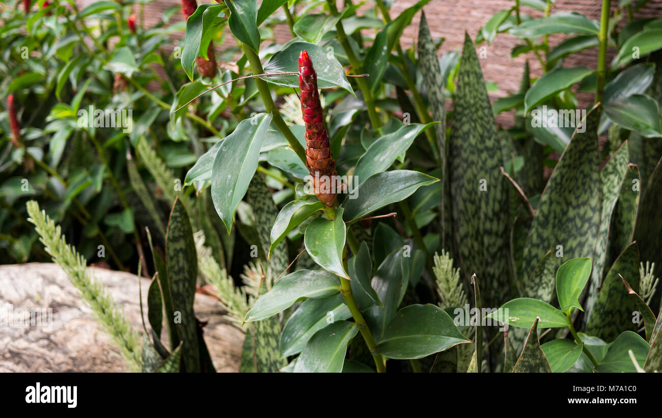 Eine der vielen Arten von Costus, dieser schöne rote Spirale Ingwer Pflanze wächst in den Tropen und warmen Klima. Stockfoto