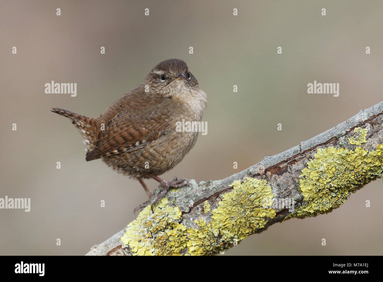 - Eurasin zaunkönig Troglodytes troglodytes Stockfoto