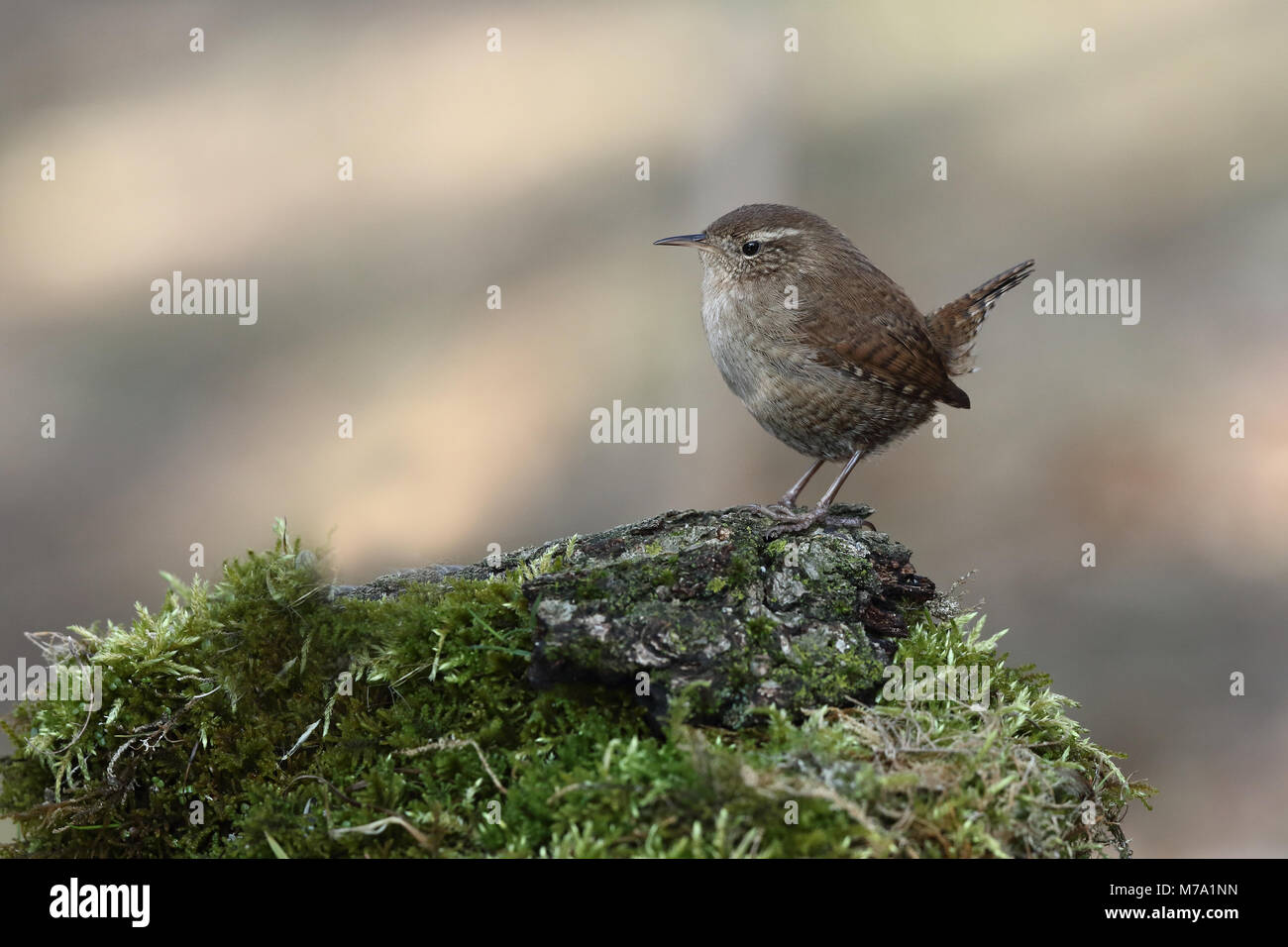 - Eurasin zaunkönig Troglodytes troglodytes Stockfoto