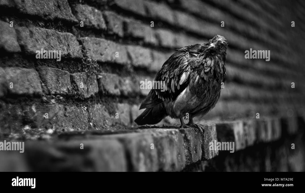 Nasse Taube sitzend auf eine mittelalterliche Mauer. Stockfoto